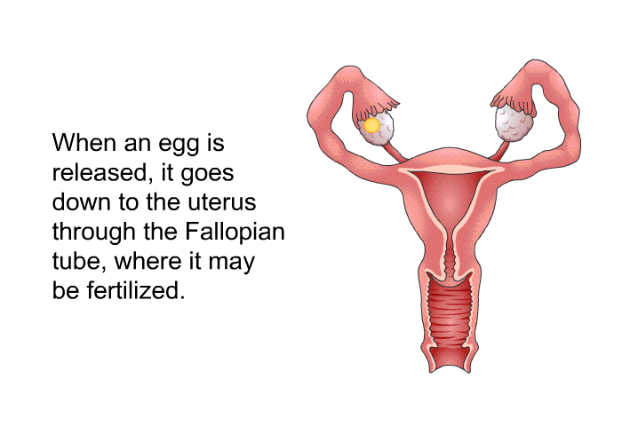 When an egg is released, it goes down to the uterus through the Fallopian tube, where it may be fertilized.
