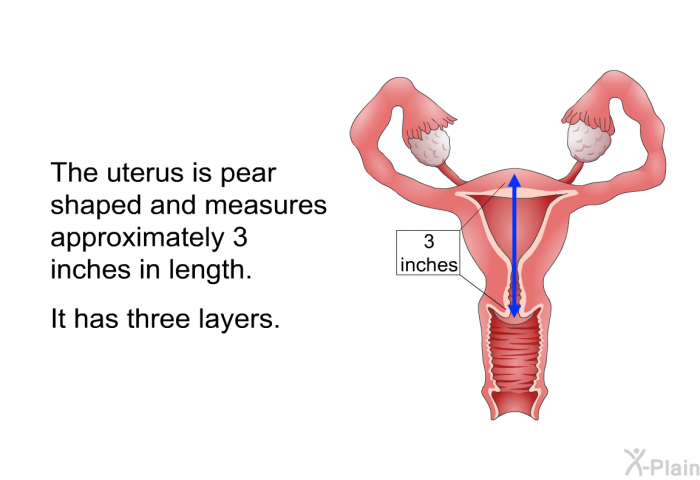 The uterus is pear shaped and measures approximately 3 inches in length. It has three layers.