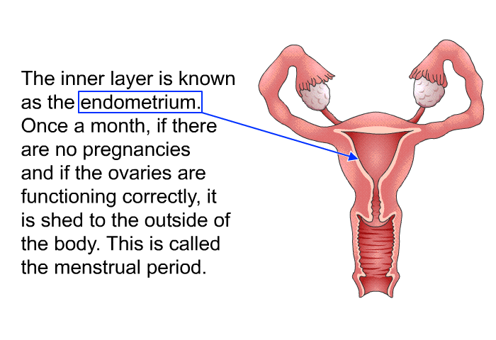 The inner layer is known as the endometrium. Once a month, if there are no pregnancies and if the ovaries are functioning correctly, it is shed to the outside of the body. This is called the menstrual period.