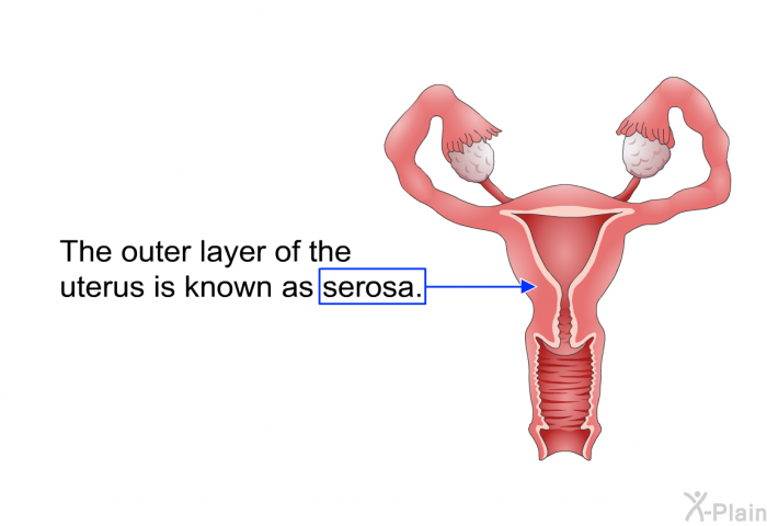 The outer layer of the uterus is known as serosa.