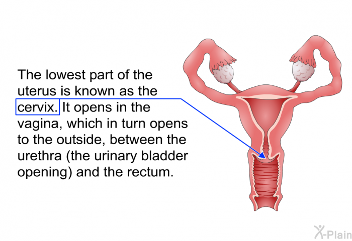The lowest part of the uterus is known as the cervix. It opens in the vagina, which in turn opens to the outside, between the urethra (the urinary bladder opening) and the rectum.