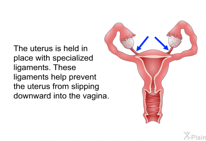 The uterus is held in place with specialized ligaments. These ligaments help prevent the uterus from slipping downward into the vagina.