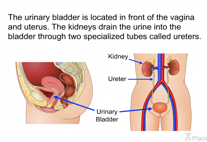 The urinary bladder is located in front of the vagina and uterus. The kidneys drain the urine into the bladder through two specialized tubes called ureters.
