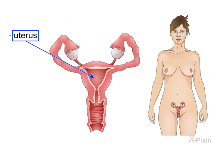 uterus