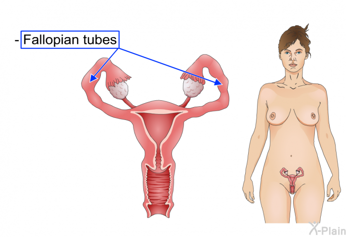 Fallopian tubes