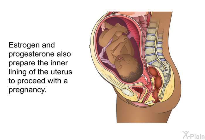 Estrogen and progesterone also prepare the inner lining of the uterus to proceed with a pregnancy.