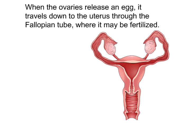 When the ovaries release an egg, it travels down to the uterus through the fallopian tube, where it may be fertilized.