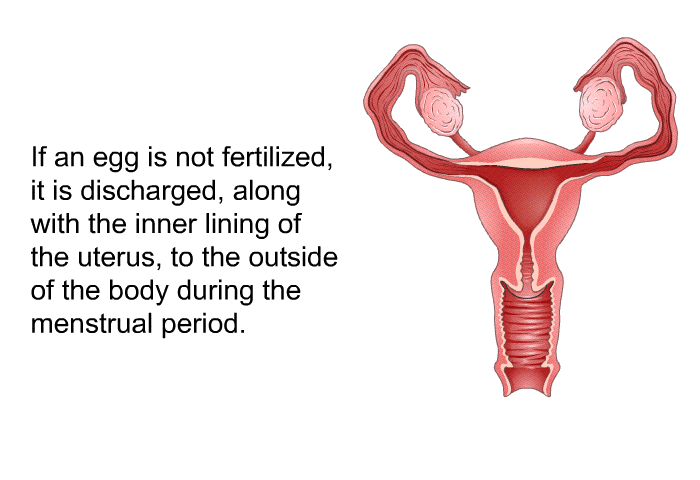 If an egg is not fertilized, it is discharged, along with the inner lining of the uterus, to the outside of the body during the menstrual period.