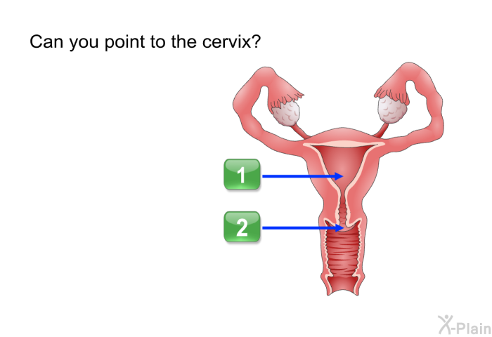 Can you point to the cervix?