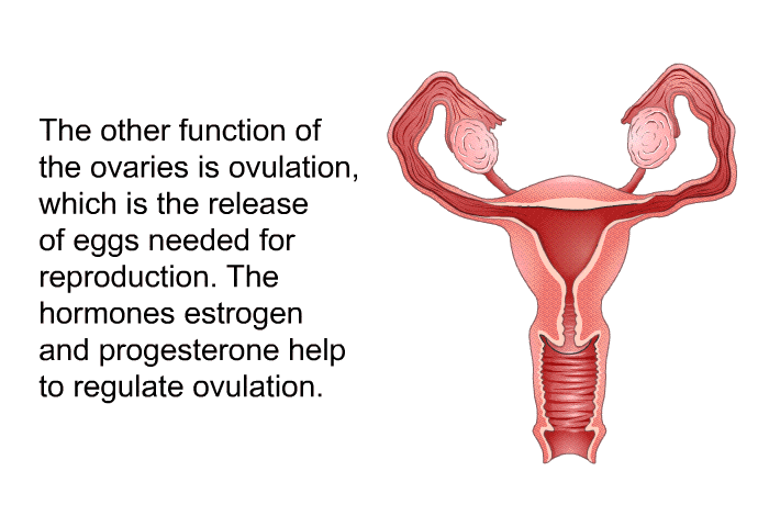 The other function of the ovaries is ovulation, which is the release of eggs needed for reproduction. The hormones estrogen and progesterone help to regulate ovulation.