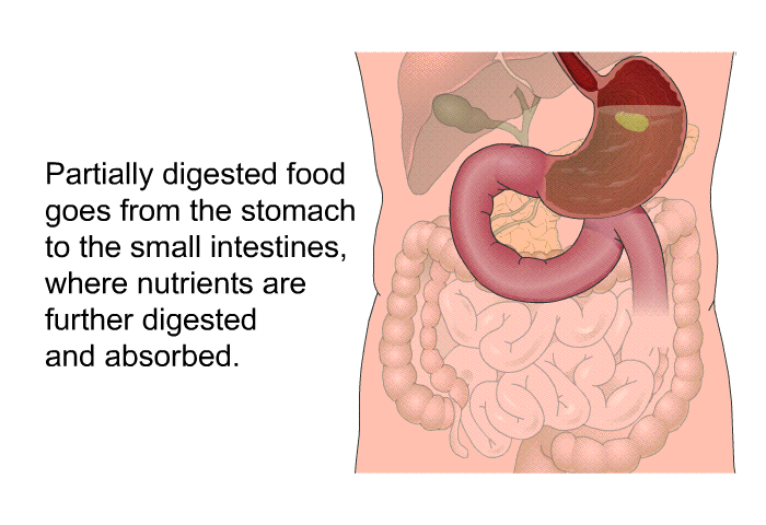 Partially digested food goes from the stomach to the small intestines, where nutrients are further digested and absorbed.