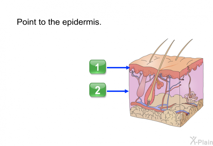 Point to the epidermis. Press 1 or 2.