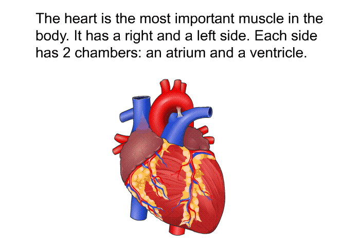 The heart is the most important muscle in the body. It has a right and a left side. Each side has 2 chambers: an atrium and a ventricle.
