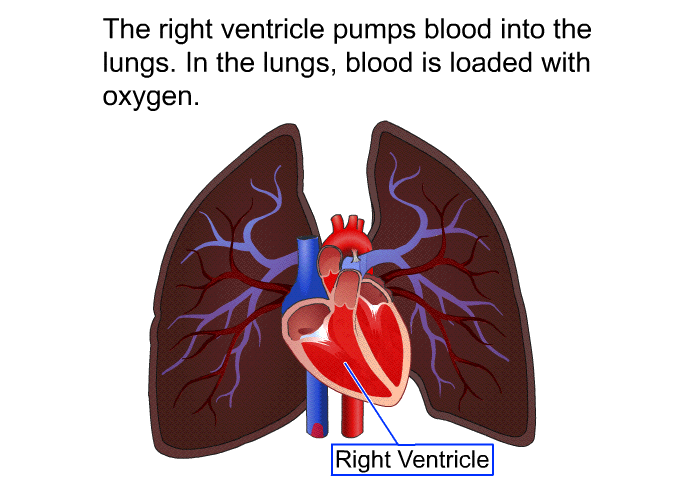 The right ventricle pumps blood into the lungs. In the lungs, blood is loaded with oxygen.