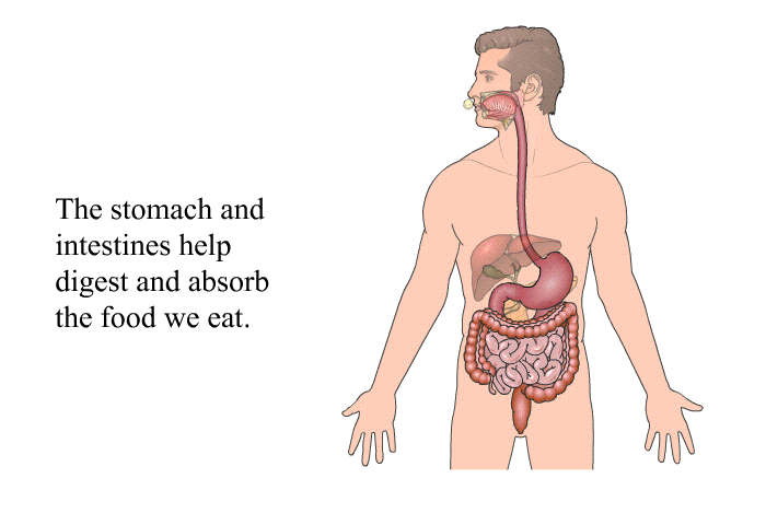 The stomach and intestines help digest and absorb the food we eat.