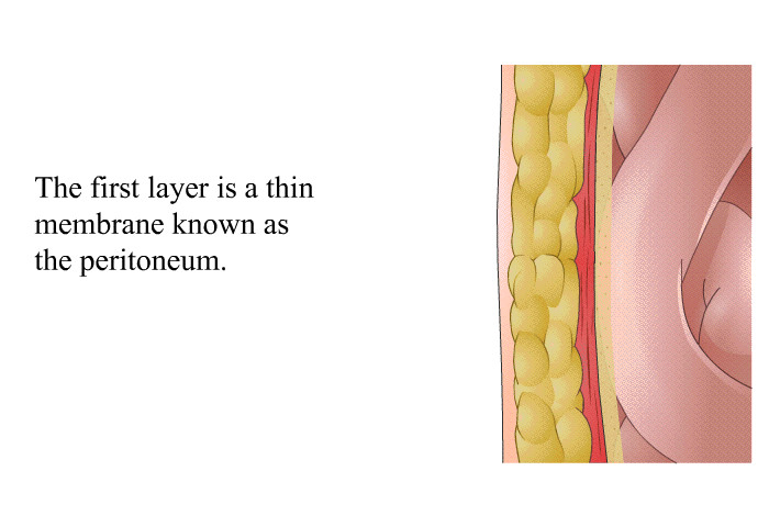 The first layer is a thin membrane known as the peritoneum.