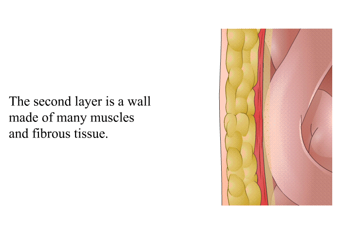 The second layer is a wall made of many muscles and fibrous tissue.