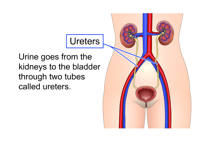 Urine goes from the kidneys to the bladder through two tubes called ureters.