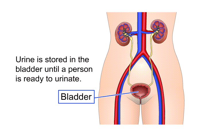 Urine is stored in the bladder until a person is ready to urinate.