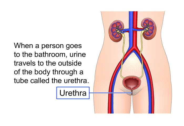 When a person goes to the bathroom, urine travels to the outside of the body through a tube called the urethra.