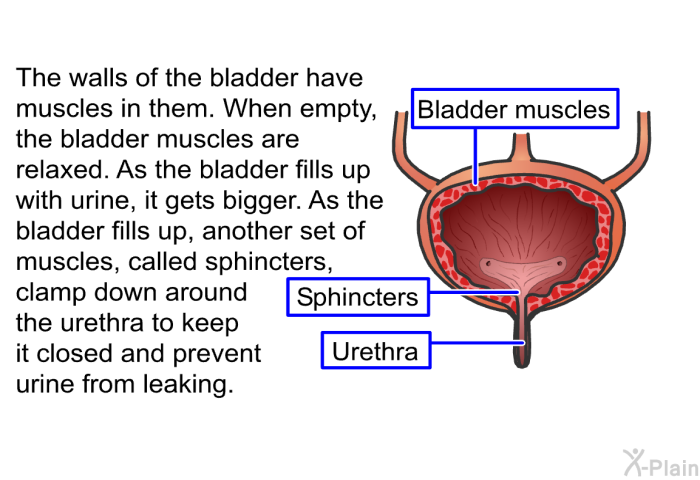 The walls of the bladder have muscles in them. When empty, the bladder muscles are relaxed. As the bladder fills up with urine, it gets bigger. As the bladder fills up, another set of muscles, called sphincters, clamp down around the urethra to keep it closed and prevent urine from leaking.