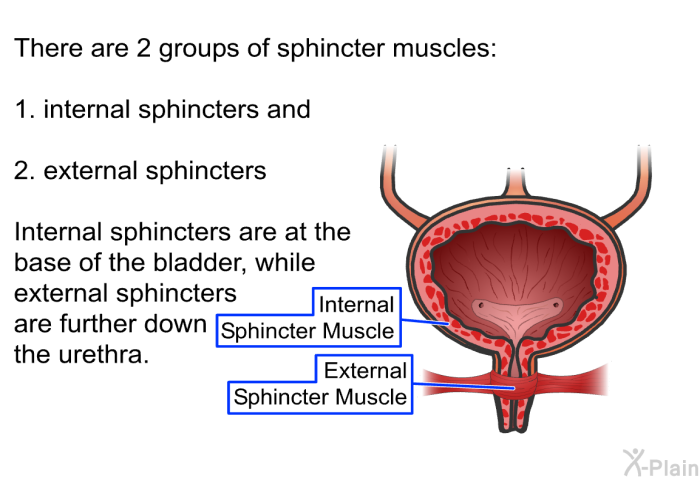 There are 2 groups of sphincter muscles:  internal sphincters and external sphincters  
 Internal sphincters are at the base of the bladder, while external sphincters are further down the urethra.