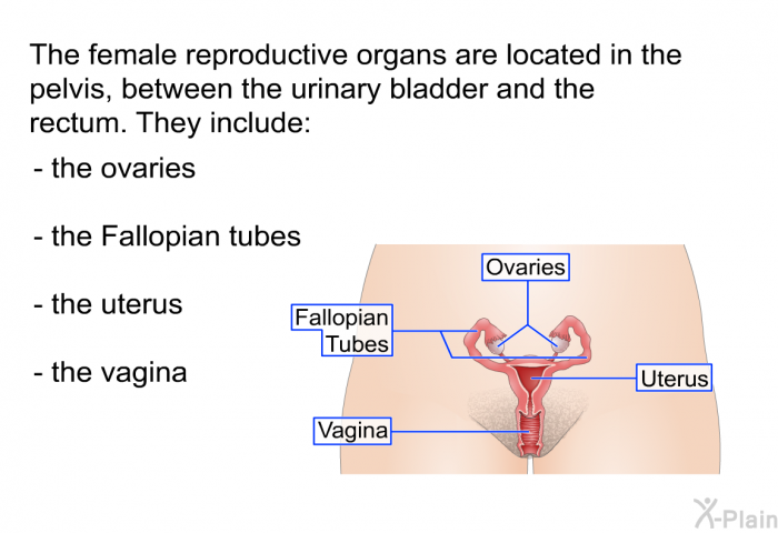 The female reproductive organs are located in the pelvis, between the urinary bladder and the rectum. They include:  the ovaries the Fallopian tubes the uterus the vagina