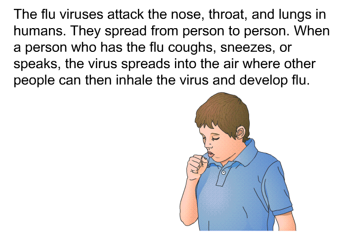 The flu viruses attack the nose, throat and lungs in humans. They spread from person to person. When a person who has the flu coughs, sneezes, or speaks, the virus spreads into the air where other people can then inhale the virus and develop flu.