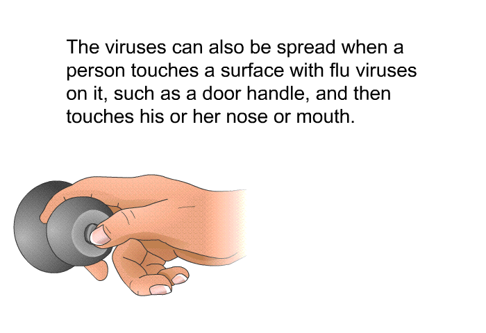 The viruses can also be spread when a person touches a surface with flu viruses on it, such as a door handle, and then touches his or her nose or mouth.