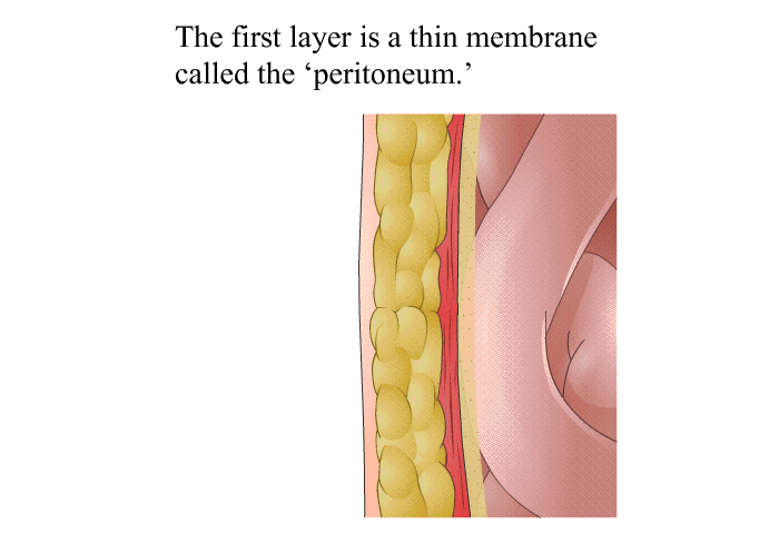 The first layer is a thin membrane called the  peritoneum.'
