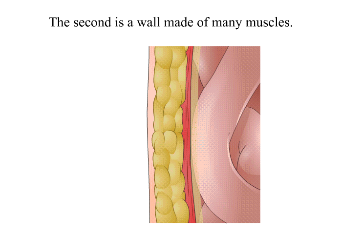 The second is a wall made of many muscles.