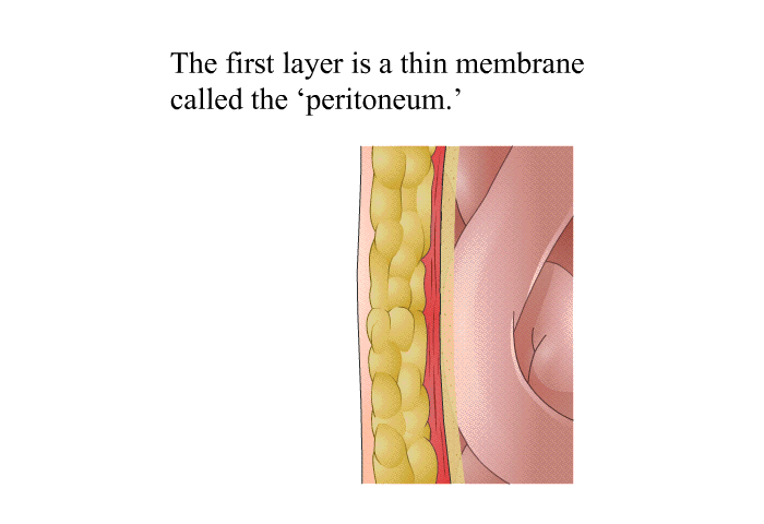The first layer is a thin membrane called the peritoneum.