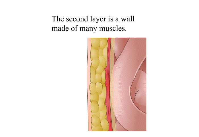 The second layer is a wall made of many muscles.