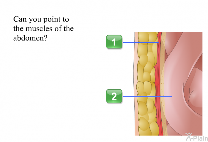 Can you point to the muscles of the abdomen?