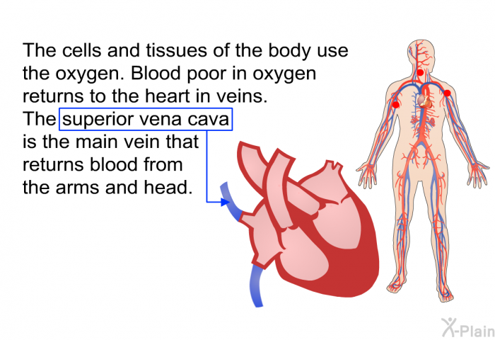 The cells and tissues of the body use the oxygen. Blood poor in oxygen returns to the heart in veins. The superior vena cava is the main vein that returns blood from the arms and head.