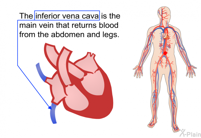 The inferior vena cava is the main vein that returns blood from the abdomen and legs.