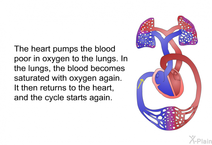 The heart pumps the blood poor in oxygen to the lungs. In the lungs, the blood becomes saturated with oxygen again. It then returns to the heart, and the cycle starts again.