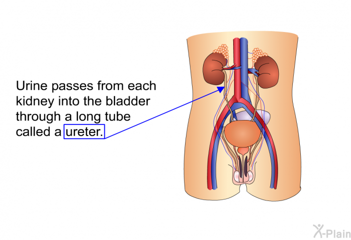 Urine passes from each kidney into the bladder through a long tube called a ureter.