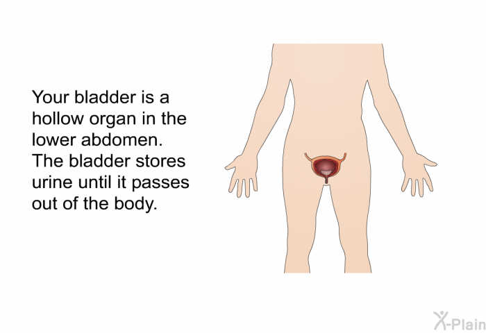 Your bladder is a hollow organ in the lower abdomen. The bladder stores urine until it passes out of the body.