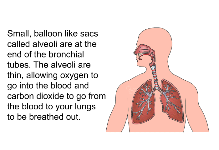 Small, balloon like sacs called alveoli are at the end of the bronchial tubes. The alveoli are thin, allowing oxygen to go into the blood and carbon dioxide to go from the blood to your lungs to be breathed out.