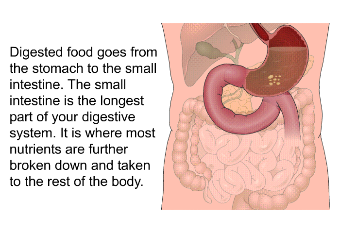 Digested food goes from the stomach to the small intestine. The small intestine is the longest part of your digestive system. It is where most nutrients are further broken down and taken to the rest of the body.