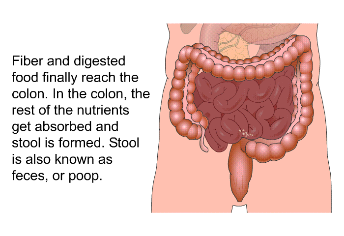 Fiber and digested food finally reach the colon. In the colon, the rest of the nutrients get absorbed and stool is formed. Stool is also known as feces, or poop.