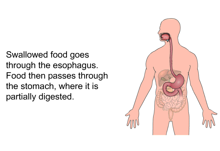 Swallowed food goes through the esophagus. Food then passes through the stomach, where it is partially digested.