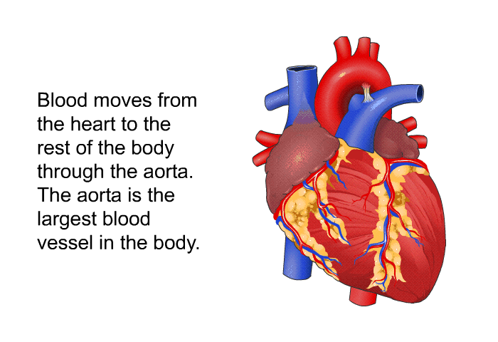 Blood moves from the heart to the rest of the body through the aorta. The aorta is the largest blood vessel in the body.