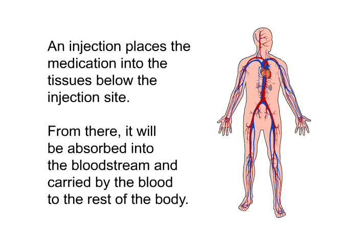 An injection places the medication into the tissues below the injection site. From there, it will be absorbed into the bloodstream and carried by the blood to the rest of the body.