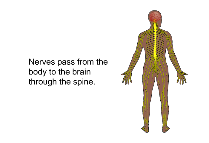 Nerves pass from the body to the brain through the spine.