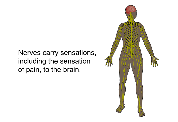 Nerves carry sensations including the sensation of pain to the brain.