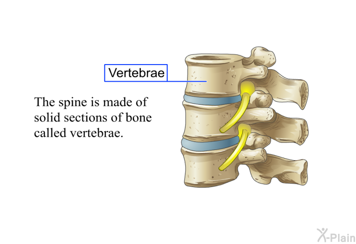 The spine is made of solid sections of bone called vertebrae.