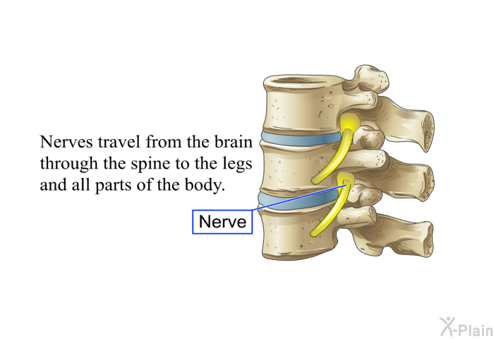 Nerves travel from the brain through the spine to the legs and all parts of the body.