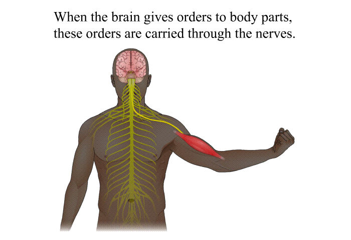 When the brain gives orders to body parts, these orders are carried through the nerves.